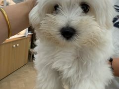 -翊宠yipet猫狗购宠庄园犬舍•猫舍