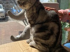 -平行世界·猫咖(首经贸店)