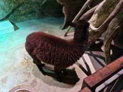 -zoonana室内动物园(东方福来德店)