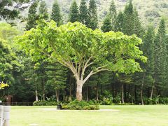-深圳仙湖植物园