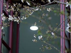-武汉大学-樱园