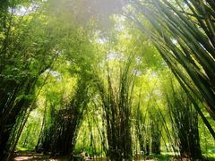 -桤木河湿地公园