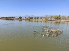 -野鸭湖国家湿地公园