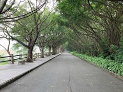 -大湾区中央湿地公园