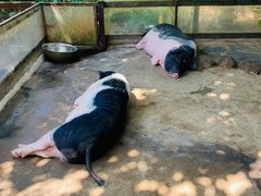 -海南热带野生动植物园