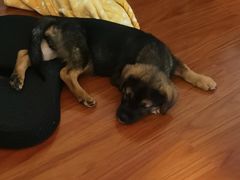 -瑞派宠物医院(搏威敦和院)