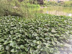-木塔寺遗址生态公园