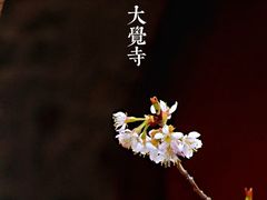 -大觉寺-停车场