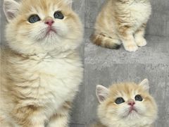 -小猫来了·猫舍(红山六九七九店)