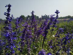 -北京东方普罗旺斯薰衣草庄园