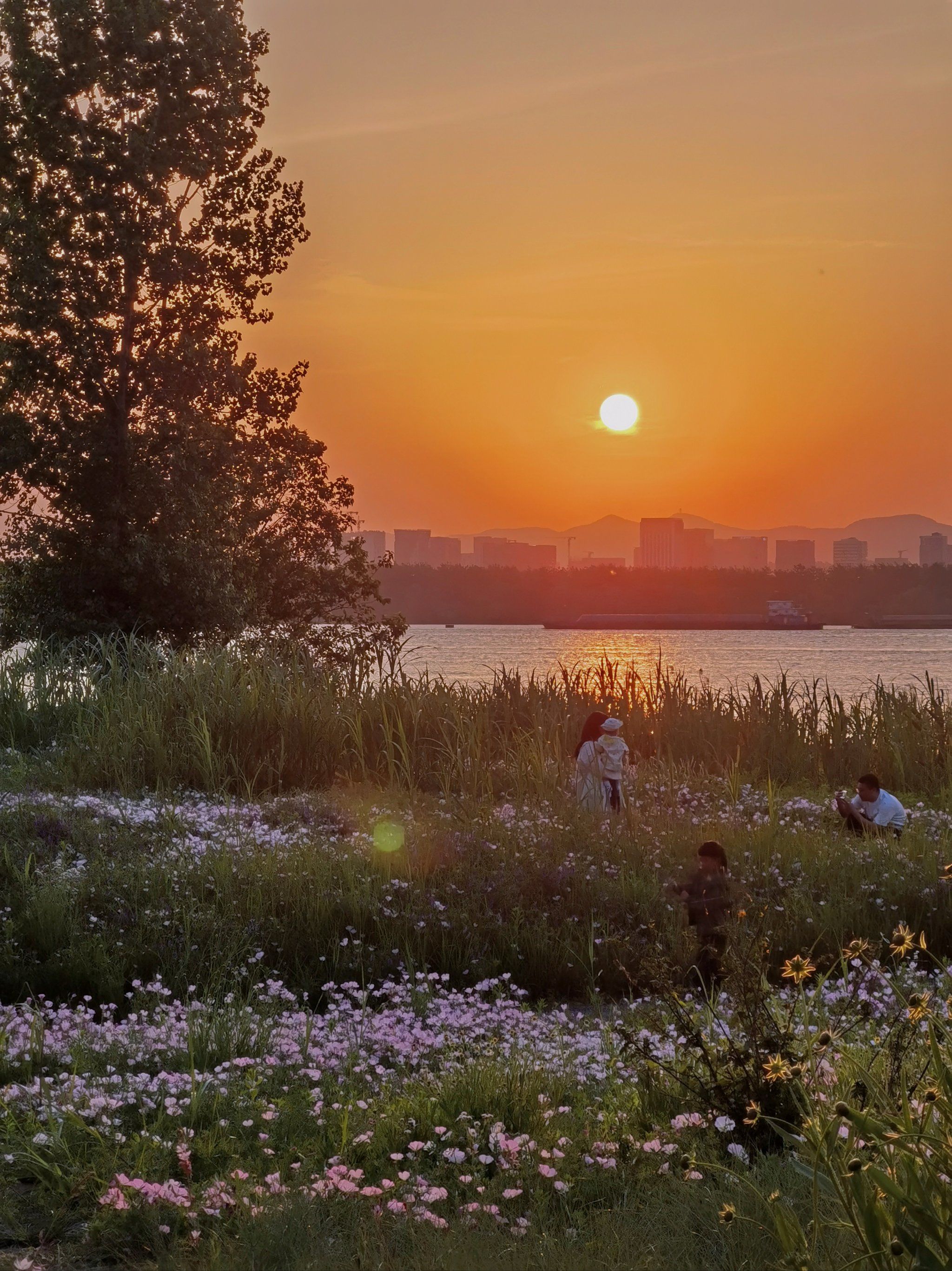 日落时分 来江心洲,把烦恼丢进黄昏里!
