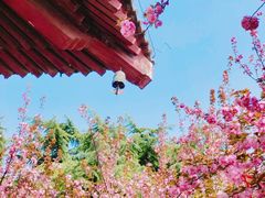 -西安青龙寺遗址景区