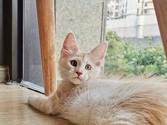-十年猫舍·猫咪专门店(普陀店)