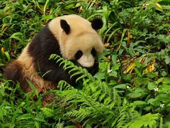 -中国大熊猫保护研究中心雅安碧峰峡基地