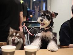 -萌宠之家·腊肠犬·马尔泰·小体犬舍