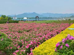 -君乐宝优致牧场