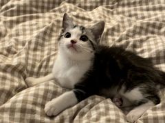 -lincat·猫舍(广州店)