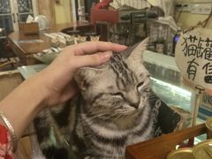 -猫色咖啡·猫咖