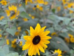 -美奈小馆·东南亚菜(福田星河COCO Park店)