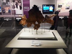 -北京周口店北京人遗址博物馆