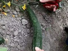 -凤来栖·净庭院·火锅(欧尚店)