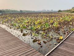 -天津东丽湖风景区