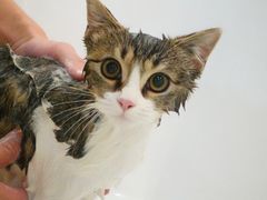 -momokira米努特·德文卷毛猫·棉花面纱犬