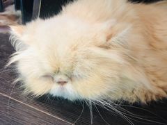 -猫色咖啡·猫咖
