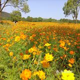 光谷金鸡菊花海