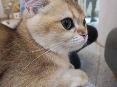 -猫域·湾主题猫咖·宠物吧(南坪城市广场店)