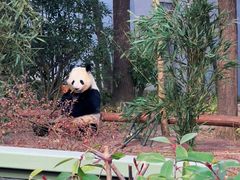 -成都大熊猫繁育研究基地