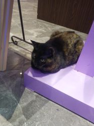 -RL Nail·瑞丽美甲美睫品牌原创店