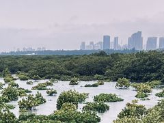 -北海金海湾红树林生态旅游区