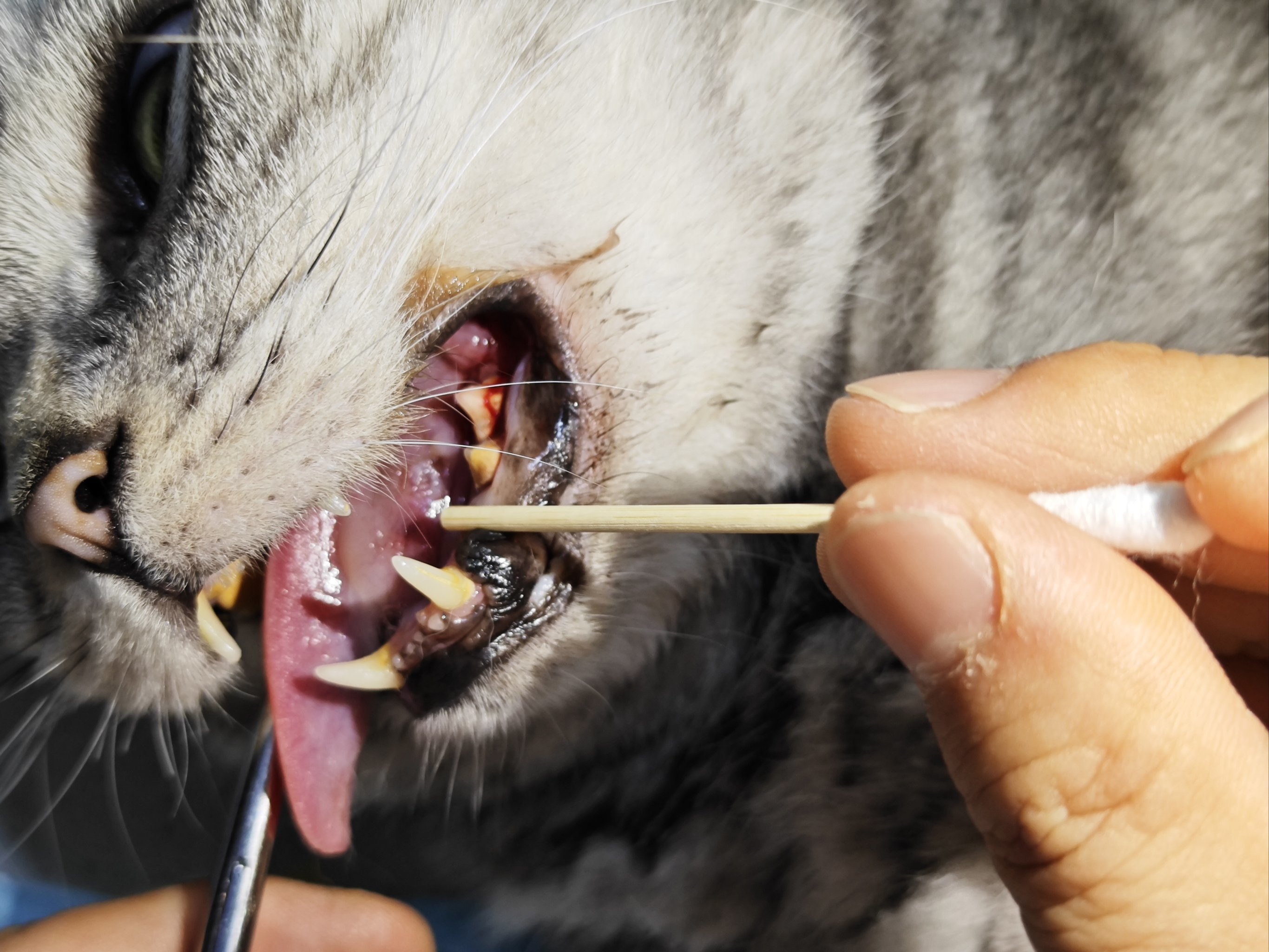 猫的舌头为什么有刺刺的感觉为什么在线