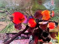 -上海海洋水族馆