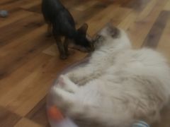 -袖虎·猫馆(体育西路店)