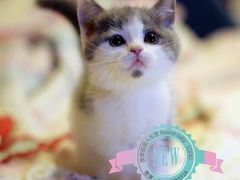最近找新家的部分孩子们&nbsp;喜欢的朋友联系我吧-Bastet sally猫舍购宠(静安店)