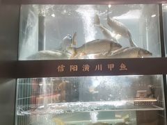 -阿五黄河大鲤鱼(英协路店)