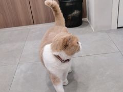 -伟伟宠物医院·CT影像中心·瑞派犬猫综合性门诊(汉口总院)