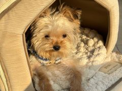 -派特宠物医院(圆融广场店)