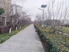 -高东镇樱花园