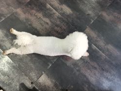 -無名发艺