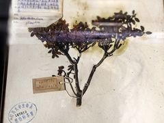 -四川大学博物馆