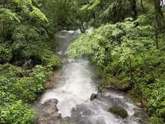 -天目山大树王景区
