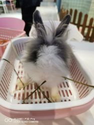 -Moni星球萌宠·小马宝莉·灵蛇·高端高阶全萌宠互动体验俱乐部(红豆国际广场店)