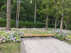 -上海共青森林公园