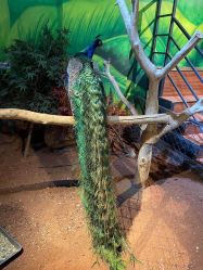 -未来动物城动物主题公园(大悦城店)