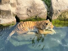 -上海海洋水族馆