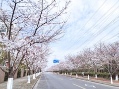 -高东镇樱花园