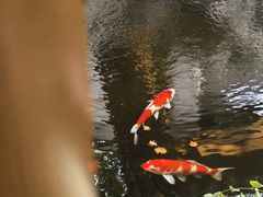 -鲤院·新中式美学·庭院餐厅(夫子庙店)